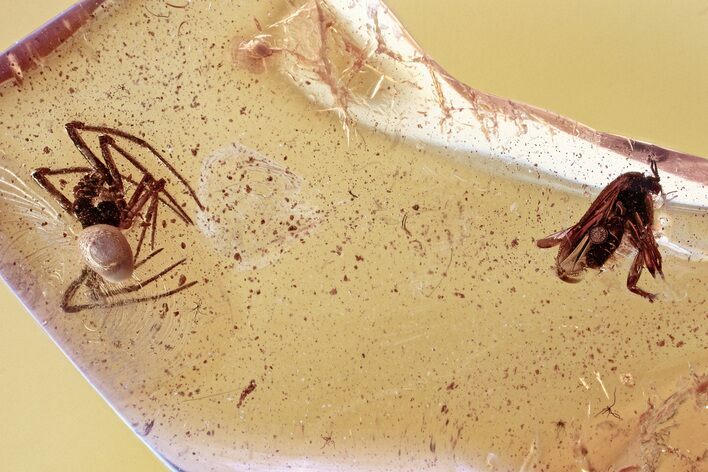 Detailed Fossil Spider and Fungus Gnat in Baltic Amber #352802